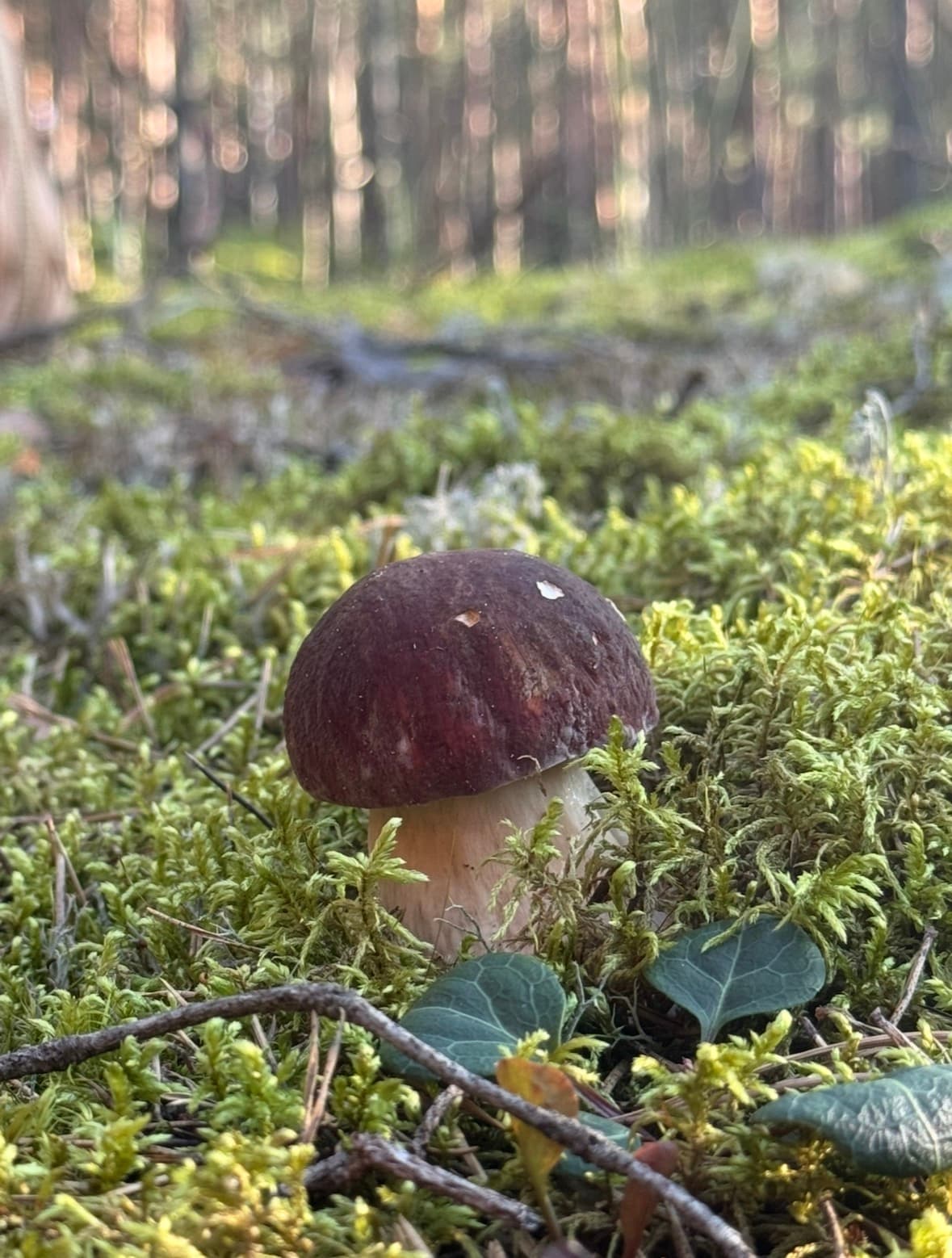 Baravikas Vārnukroga mežā